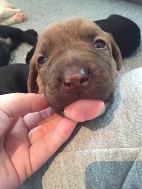 inspiringlife.pt - 26 cachorrinhos adoráveis que irão melhorar o teu dia