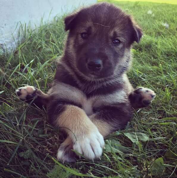 inspiringlife.pt - 26 cachorrinhos adoráveis que irão melhorar o teu dia