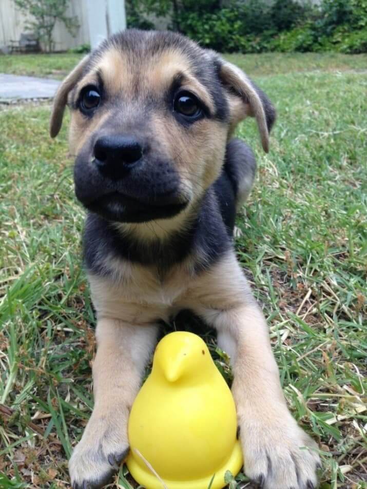 inspiringlife.pt - 26 cachorrinhos adoráveis que irão melhorar o teu dia