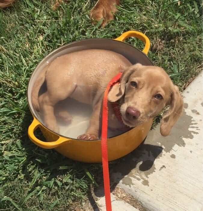 inspiringlife.pt - 26 cachorrinhos adoráveis que irão melhorar o teu dia