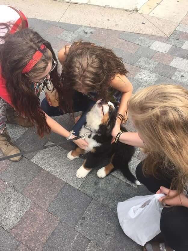 inspiringlife.pt - 26 cachorrinhos adoráveis que irão melhorar o teu dia