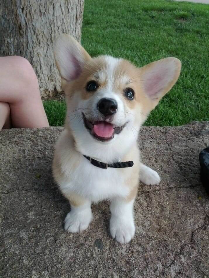 inspiringlife.pt - 26 cachorrinhos adoráveis que irão melhorar o teu dia