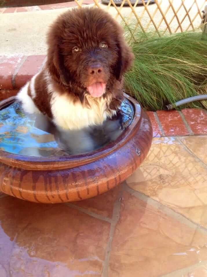 inspiringlife.pt - 26 cachorrinhos adoráveis que irão melhorar o teu dia