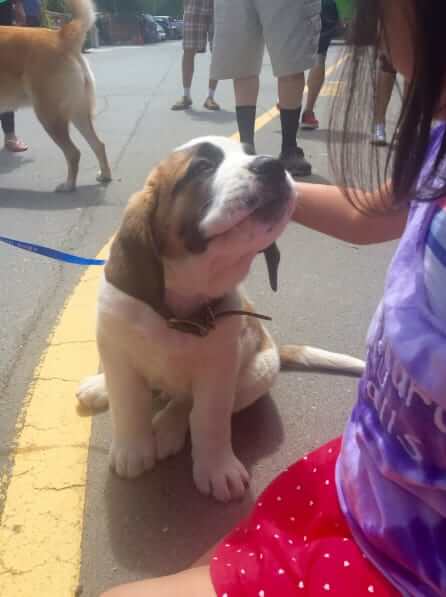 inspiringlife.pt - 26 cachorrinhos adoráveis que irão melhorar o teu dia