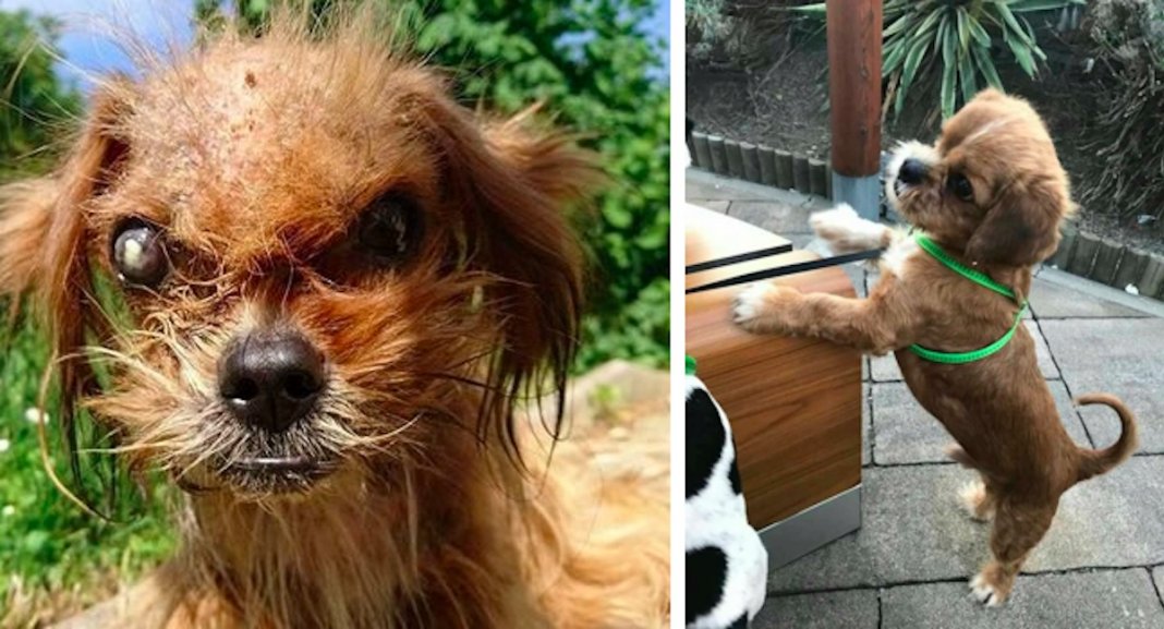 Cachorro de rua assustador fica irreconhecível após ser resgatado