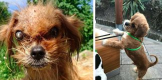 Cachorro de rua assustador fica irreconhecível após ser resgatado