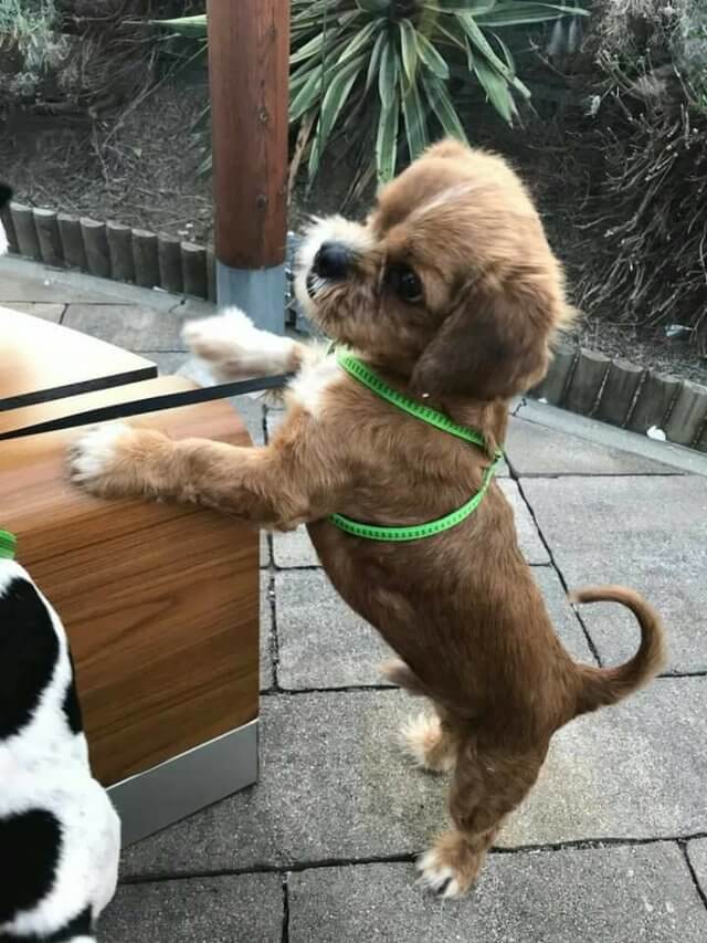 inspiringlife.pt - Cachorro de rua assustador fica irreconhecível após ser resgatado