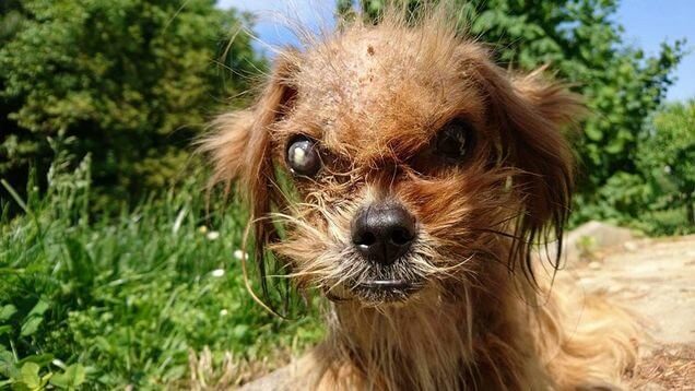 inspiringlife.pt - Cachorro de rua assustador fica irreconhecível após ser resgatado
