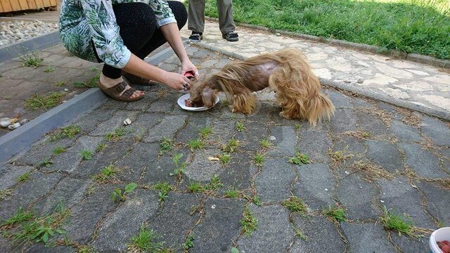 inspiringlife.pt - Cachorro de rua assustador fica irreconhecível após ser resgatado