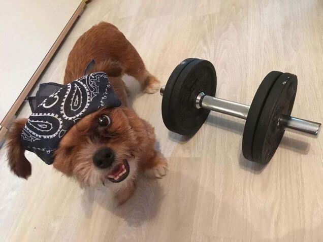 inspiringlife.pt - Cachorro de rua assustador fica irreconhecível após ser resgatado