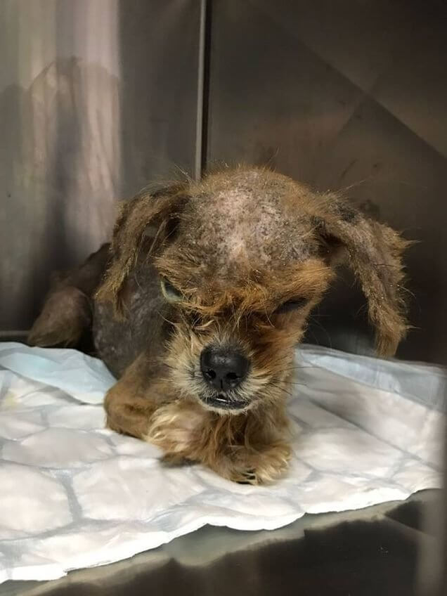 inspiringlife.pt - Cachorro de rua assustador fica irreconhecível após ser resgatado