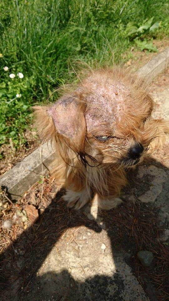 inspiringlife.pt - Cachorro de rua assustador fica irreconhecível após ser resgatado