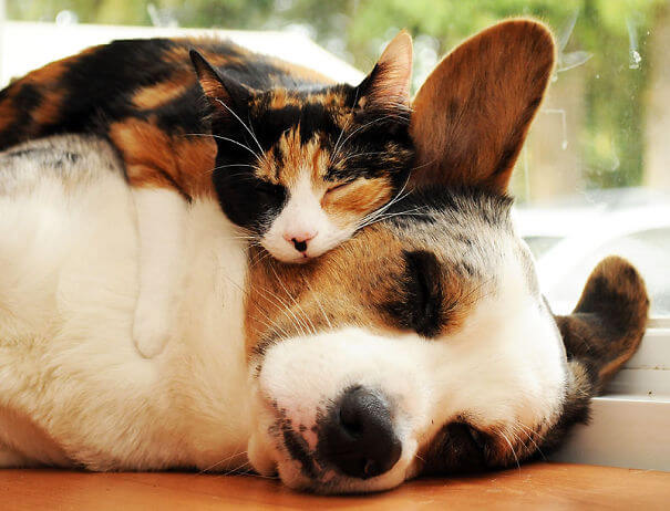 inspiringlife.pt - 22 fotos adoráveis de gatos a conviver com cachorros