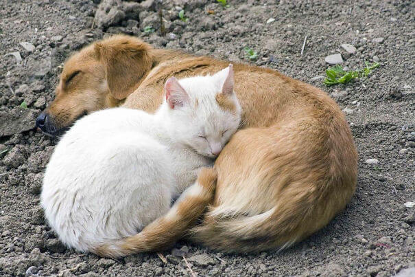 inspiringlife.pt - 22 fotos adoráveis de gatos a conviver com cachorros