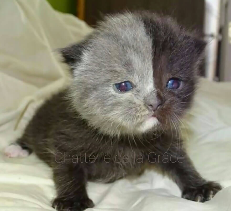 inspiringlife.pt - Gatinho raro com "duas caras" torna-se viral nas redes sociais