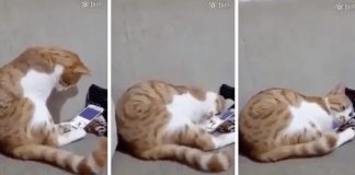 Gatinho tem reação emocionante ao ver um vídeo da sua falecida dona