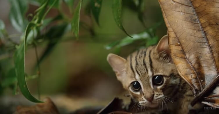 inspiringlife.pt - Gato mais pequeno do Mundo é tão adorável que não lhe vais resistir