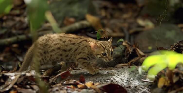 inspiringlife.pt - Gato mais pequeno do Mundo é tão adorável que não lhe vais resistir