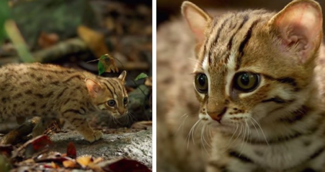 Gato mais pequeno do Mundo é tão adorável que não lhe vais resistir