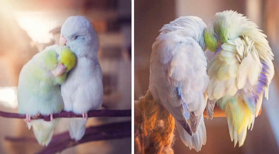 Série de fotografias conta história de amor entre pássaros que vão derreter o teu coração