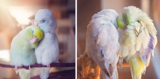 Série de fotografias conta história de amor entre pássaros que vão derreter o teu coração