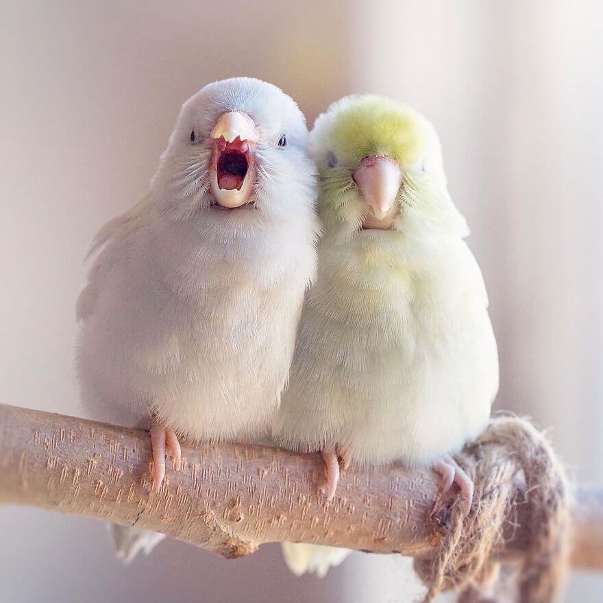 inspiringlife.pt - Série de fotografias conta história de amor entre pássaros que vão derreter o teu coração