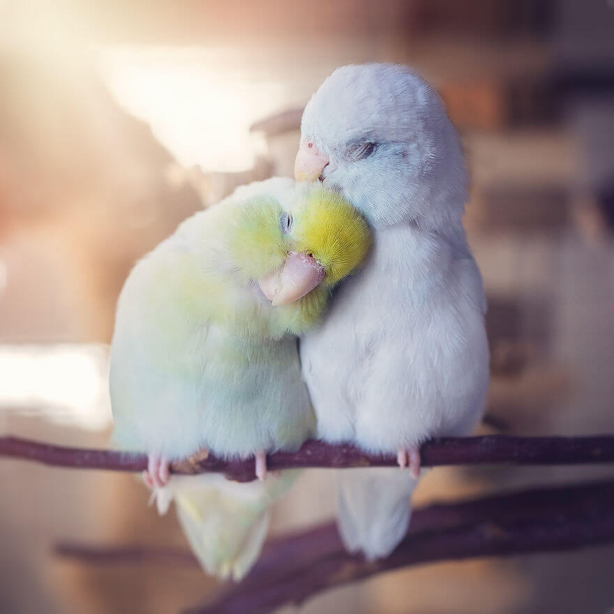 inspiringlife.pt - Série de fotografias conta história de amor entre pássaros que vão derreter o teu coração