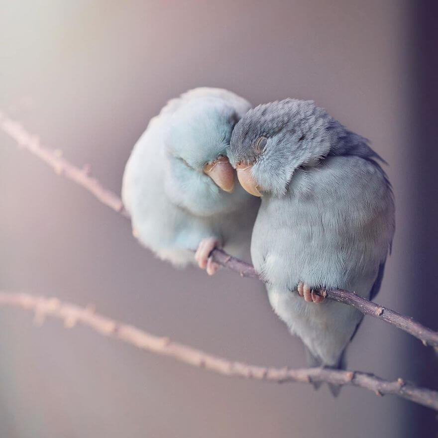 inspiringlife.pt - Série de fotografias conta história de amor entre pássaros que vão derreter o teu coração