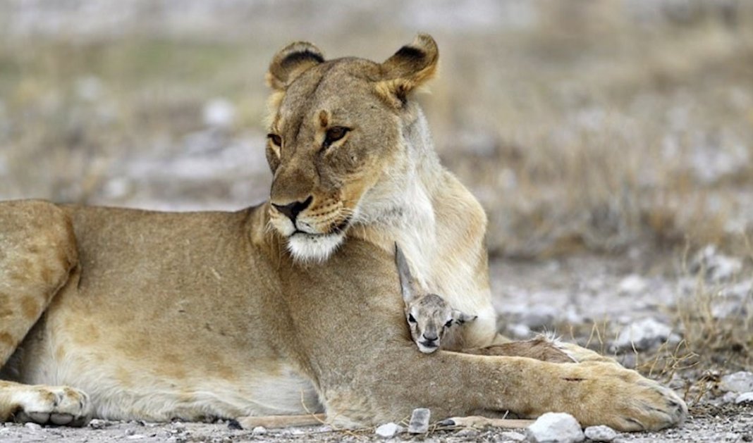 Leoa “adopta” pequeno antílope após perder a sua cria