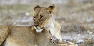 Leoa “adopta” pequeno antílope após perder a sua cria