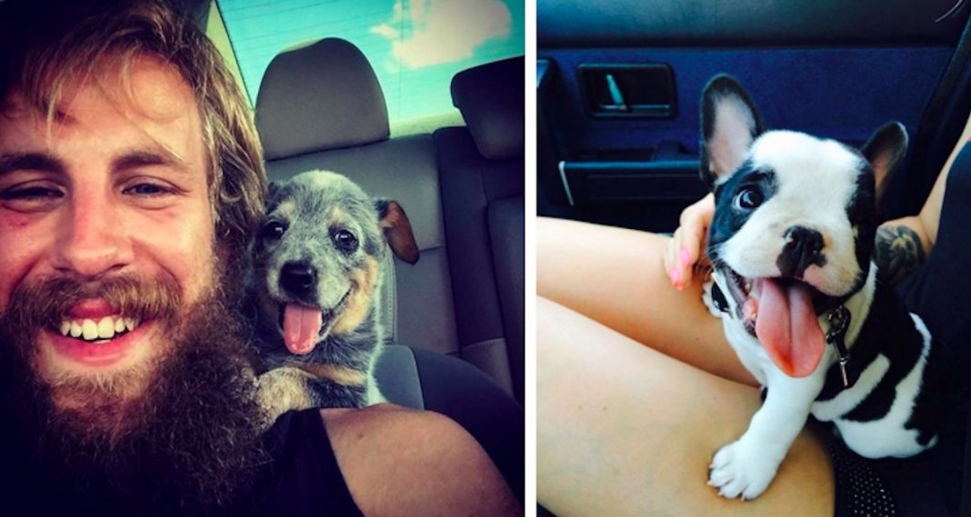 O primeiro dia de 40 cachorros adoráveis com as suas novas famílias