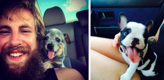 O primeiro dia de 40 cachorros adoráveis com as suas novas famílias