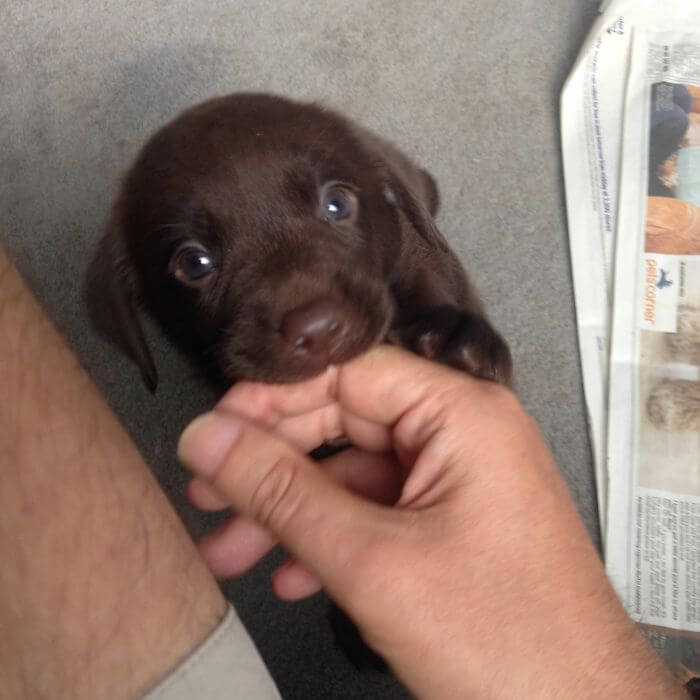 inspiringlife.pt - O primeiro dia de 40 cachorros adoráveis com as suas novas famílias