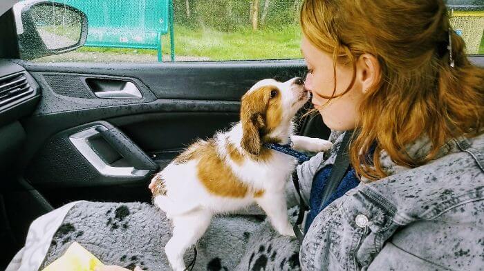 inspiringlife.pt - O primeiro dia de 40 cachorros adoráveis com as suas novas famílias