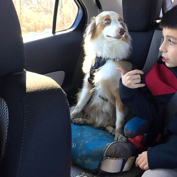 inspiringlife.pt - 22 reacções hilariantes de cachorros ao se aperceberem que vão ao veterinário