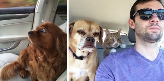 22 reacções hilariantes de cachorros ao se aperceberem que vão ao veterinário