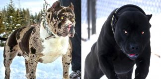 10 animais assustadores que mais parecem ter sido criados pelo Diabo