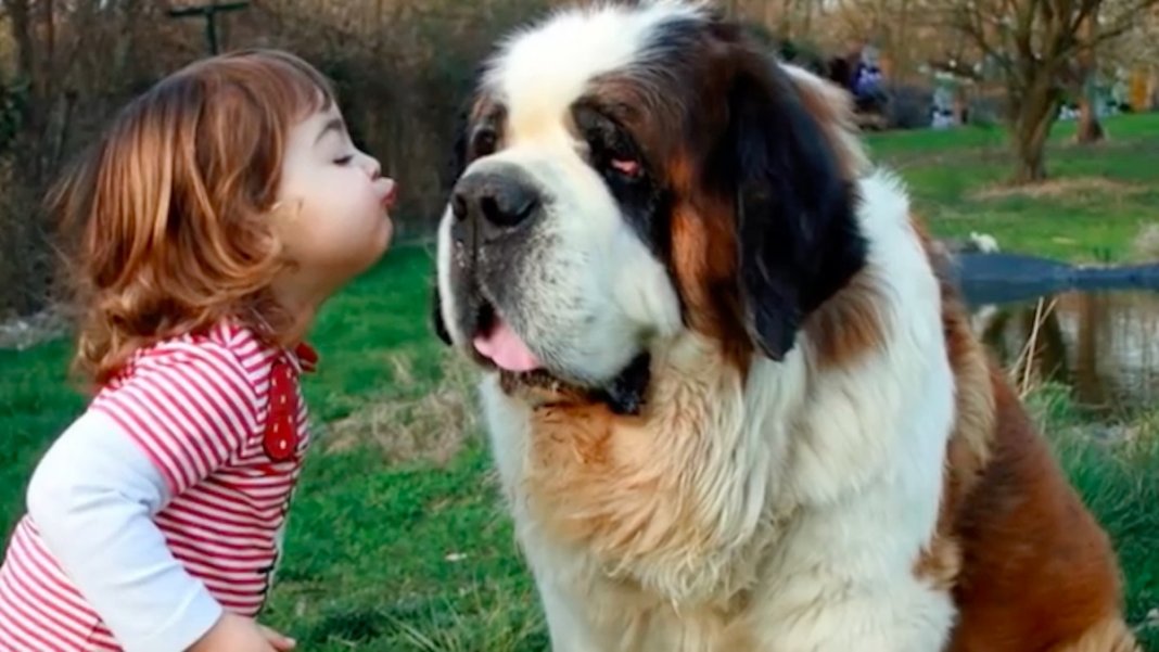 10 raças de cachorros gigantes que são únicas no Mundo