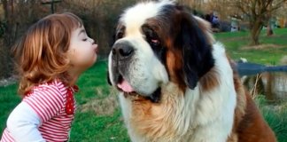 10 raças de cachorros gigantes que são únicas no Mundo