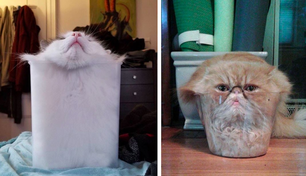23 fotos hilariantes que provam que os gatos são na realidade “líquidos”