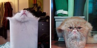 23 fotos hilariantes que provam que os gatos são na realidade “líquidos”