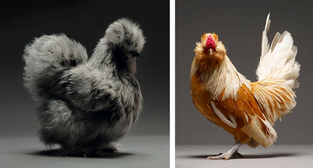 25 das mais belas galinhas capturadas pela lente de um fotógrafo profissional