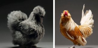 25 das mais belas galinhas capturadas pela lente de um fotógrafo profissional