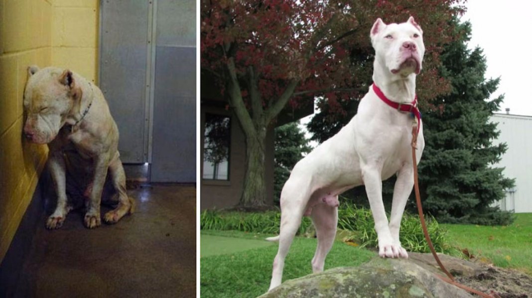 28 fotos de cachorros antes vs. depois de serem adoptados