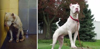 28 fotos de cachorros antes vs. depois de serem adoptados