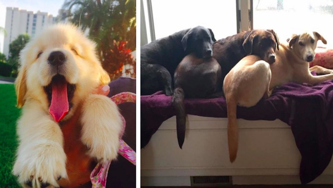 28 fotos que mostram o porquê dos Labradores serem dos melhores cães do mundo