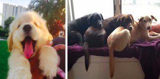 28 fotos que mostram o porquê dos Labradores serem dos melhores cães do mundo