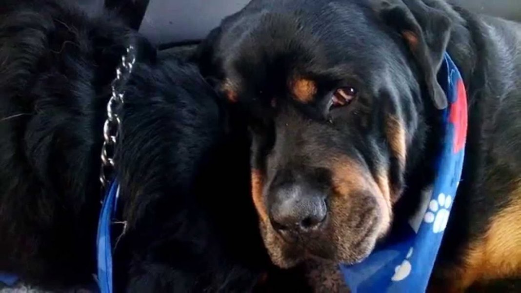 Cachorro Rottweiler chora por irmão gémeo ter falecido