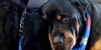 Cachorro Rottweiler chora por irmão gémeo ter falecido