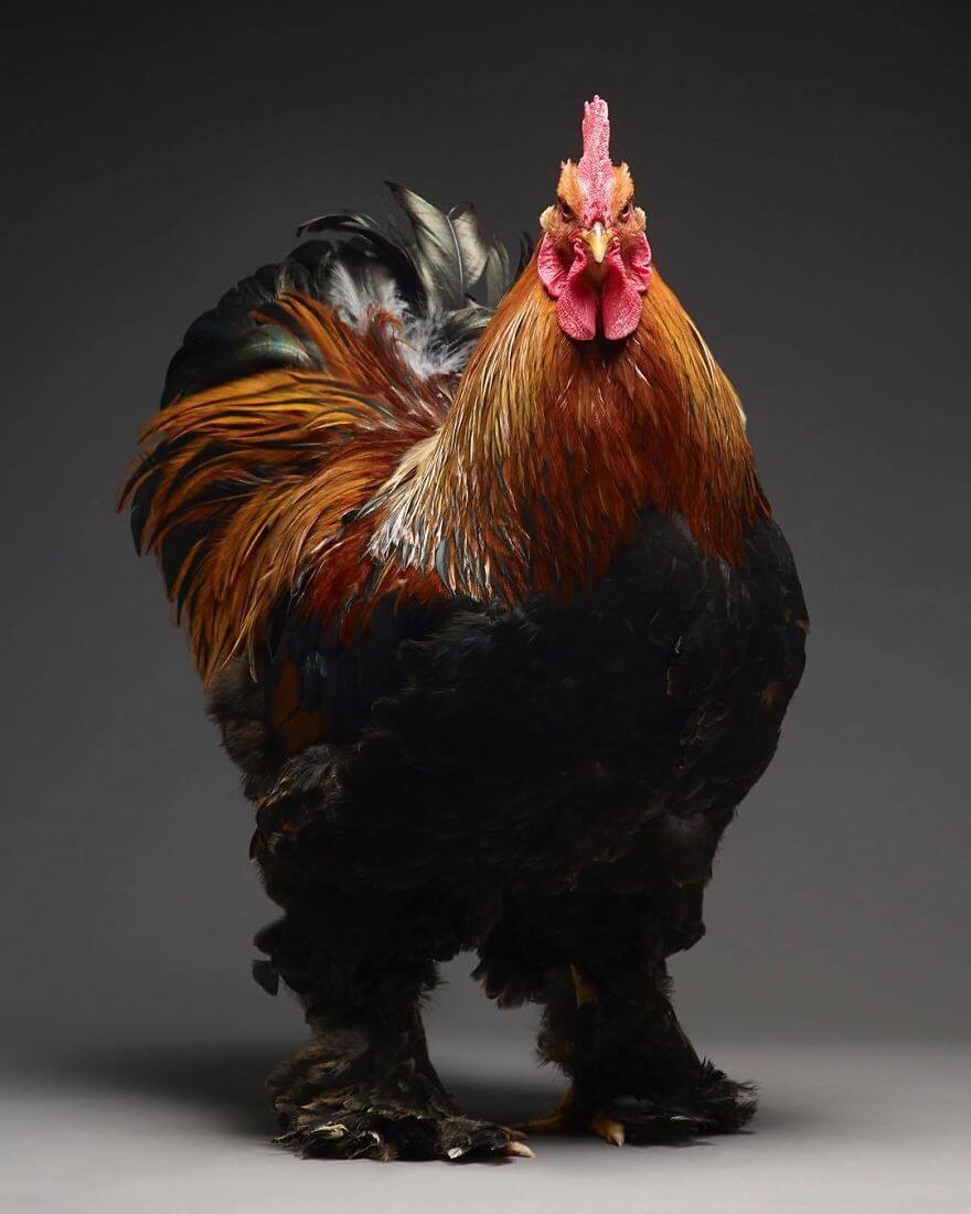 inspiringlife.pt - 25 das mais belas galinhas capturadas pela lente de um fotógrafo profissional